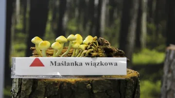 Następne zdjęcie