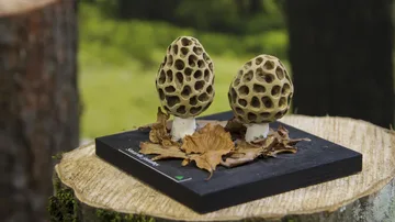 Następne zdjęcie