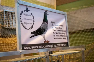 Poprzednie zdjęcie