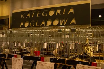 Wystawa Gołębi Pocztowych w Ostrowi Mazowieckiej (zdjęcia)