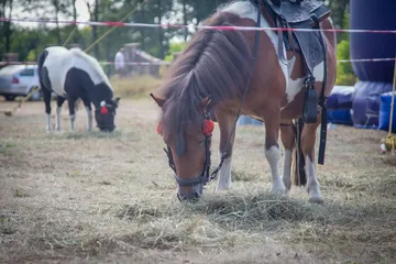 Następne zdjęcie