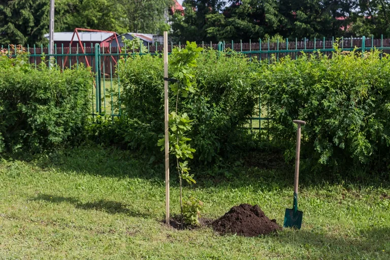 Aleja Dębów powstała na terenie "Ekonomika" (zdjęcia)