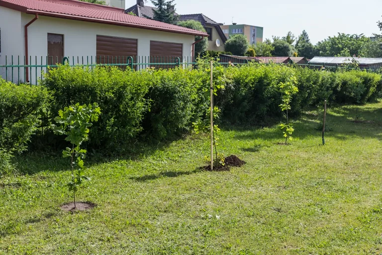 Aleja Dębów powstała na terenie "Ekonomika" (zdjęcia)