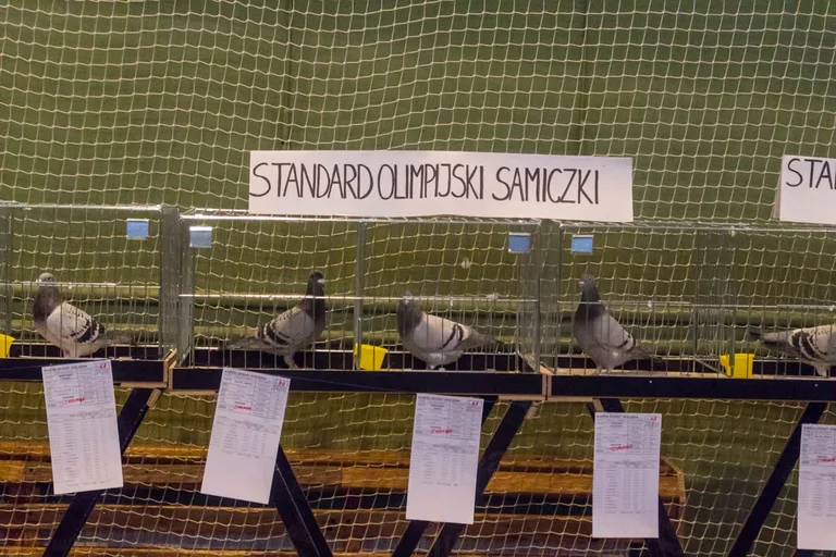 Hodowcy zaprezentowali swoje ptaki w Ostrowi Mazowieckiej (zdjęcia, wideo)