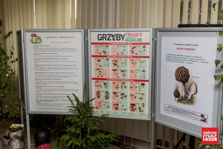 Otwarto wystawę grzybów w ostrowskim sanepidzie (zdjęcia)