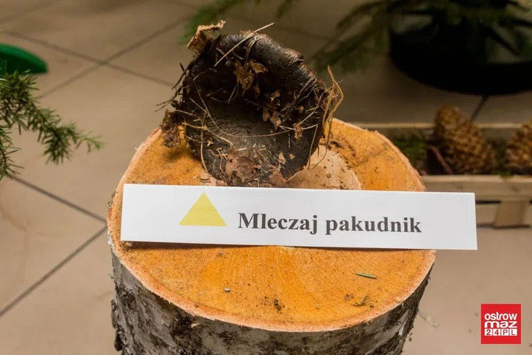 Otwarto wystawę grzybów w ostrowskim sanepidzie (zdjęcia)