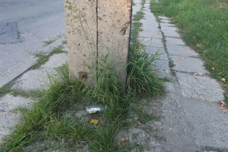 Skrzynka skarg: Zarośnięte chodniki w Ostrowi Mazowieckiej (zdjęcia)