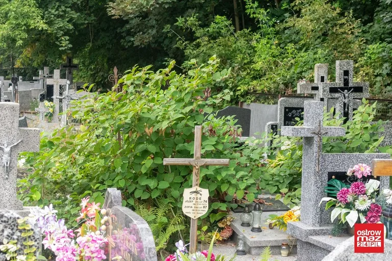 Skrzynka skarg: zaniedbany cmentarz parafialny (zdjęcia)