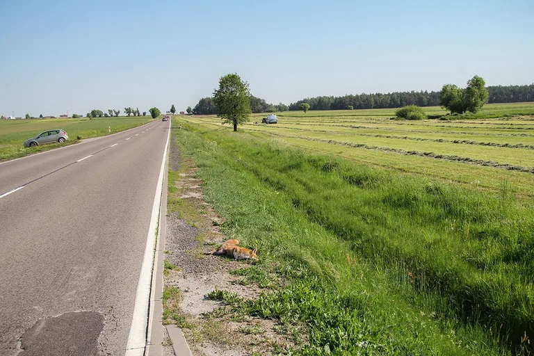 Dachowanie na trasie Ostrów Mazowiecka - Łomża (zdjęcia)