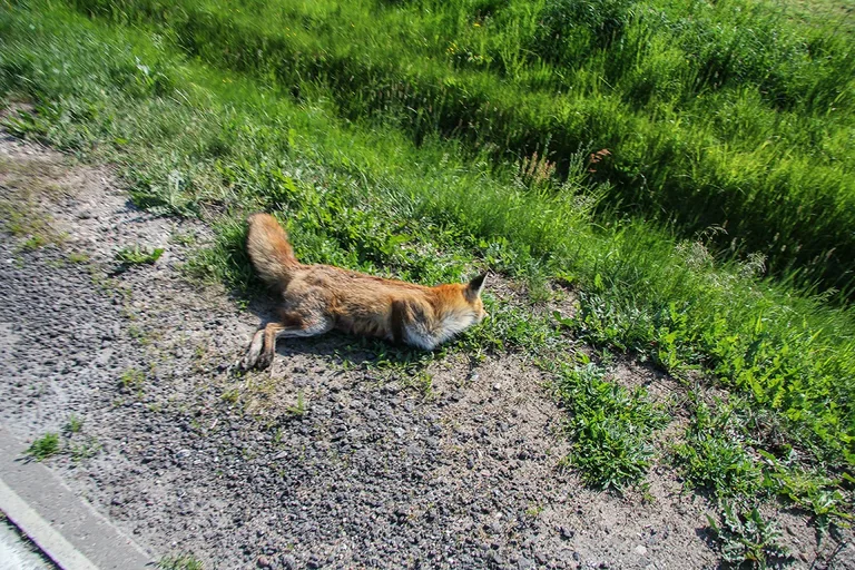 Dachowanie na trasie Ostrów Mazowiecka - Łomża (zdjęcia)