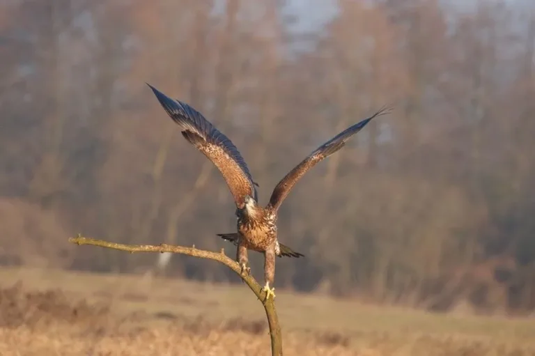 "Ptaki w polskim krajobrazie jesienno-zimowym". Konkurs fotograficzny rozstrzygnięty (zdjęcia)