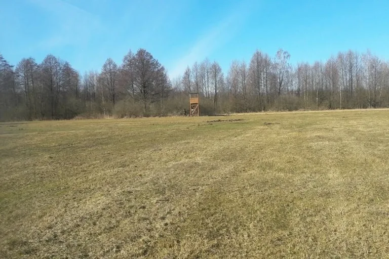 Stary Lubotyń: poszukiwania martwych dzików (zdjęcia)