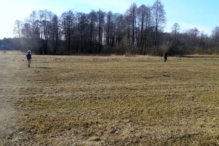 Stary Lubotyń: poszukiwania martwych dzików (zdjęcia)