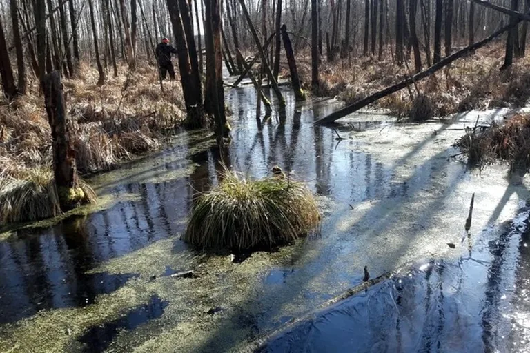 Stary Lubotyń: poszukiwania martwych dzików (zdjęcia)