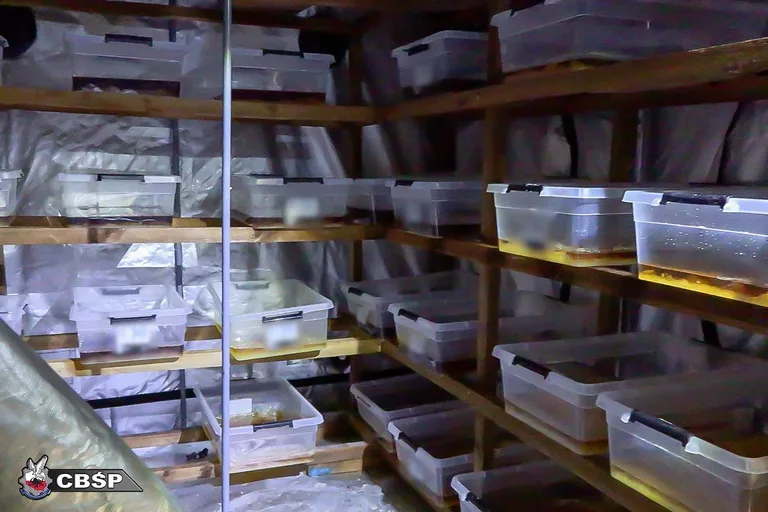 Tona (!!!) narkotyków warta 43 mln zł! Wielka akcja CBŚP (zdjęcia, wideo)