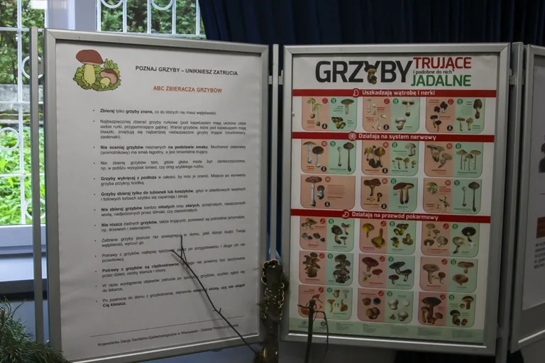 Grzybowa wystawa w leśnej atmosferze w budynku PSSE (zdjęcia)