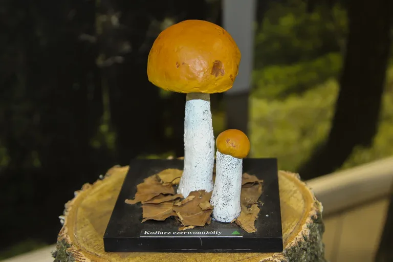 Grzybowa wystawa w leśnej atmosferze w budynku PSSE (zdjęcia)