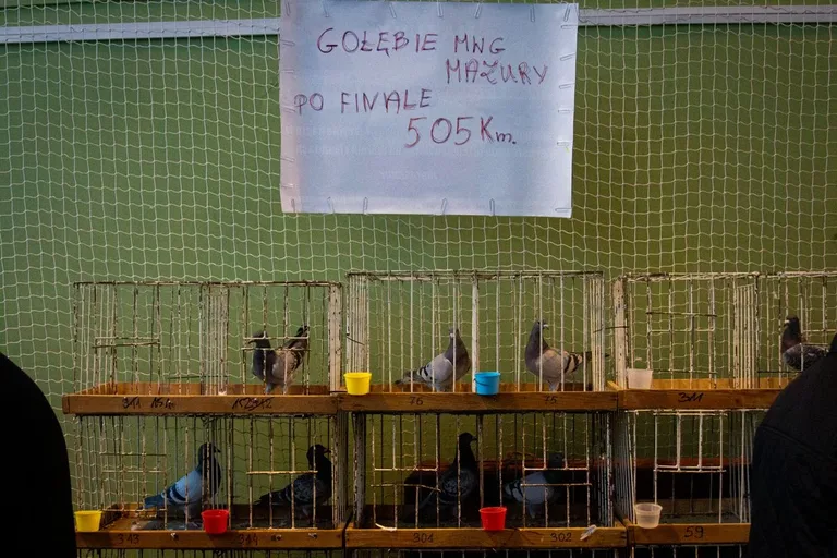 35. Okręgowa Wystawa Gołębi Pocztowych Okręgu Białystok już za nami! (zdjęcia)