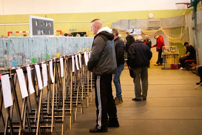 35. Okręgowa Wystawa Gołębi Pocztowych Okręgu Białystok już za nami! (zdjęcia)