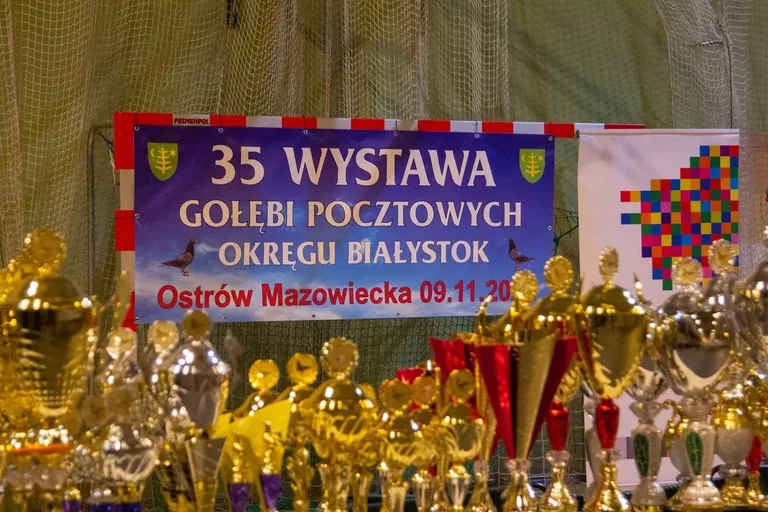 Wystawa Gołębi Pocztowych w Ostrowi Mazowieckiej (zdjęcia)