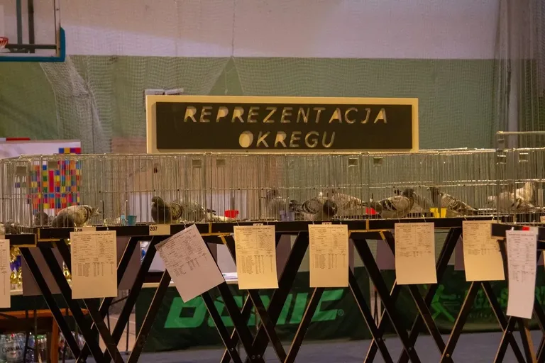 Wystawa Gołębi Pocztowych w Ostrowi Mazowieckiej (zdjęcia)