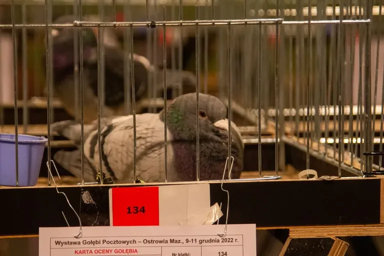 Wystawa Gołębi Pocztowych w Ostrowi Mazowieckiej (zdjęcia)