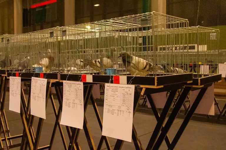 Wystawa Gołębi Pocztowych w Ostrowi Mazowieckiej (zdjęcia)
