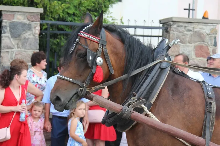 "Turniej Sołectw" podczas V Szulborskiego Święta Plonów! (zdjęcia, wideo)
