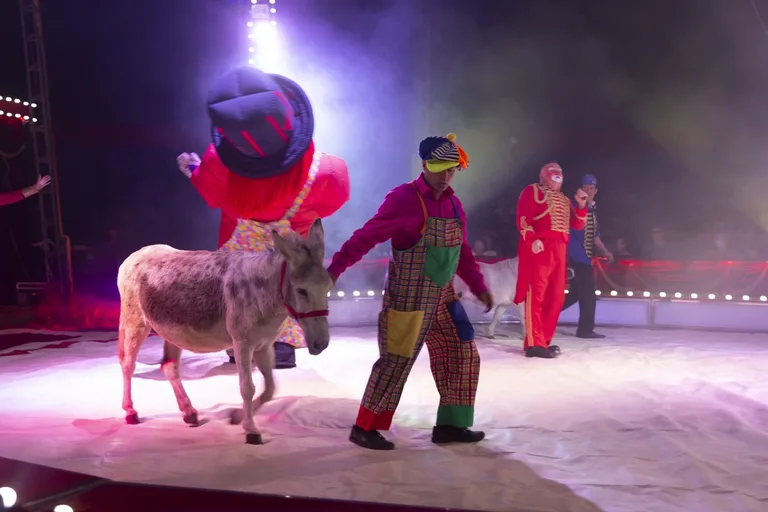 Cyrk Arena w Ostrowi Mazowieckiej (zdjęcia, wideo)