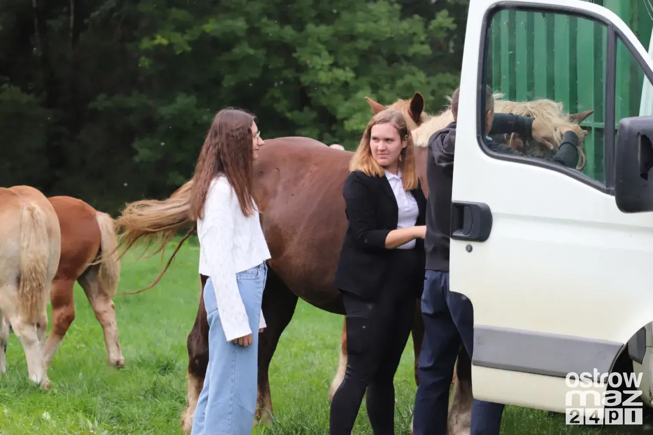 Andrzejewo gościło hodowców koni. Najpiękniejsze źrebięta oceniono podczas wyjątkowego wydarzenia (zdjęcia, wideo)
