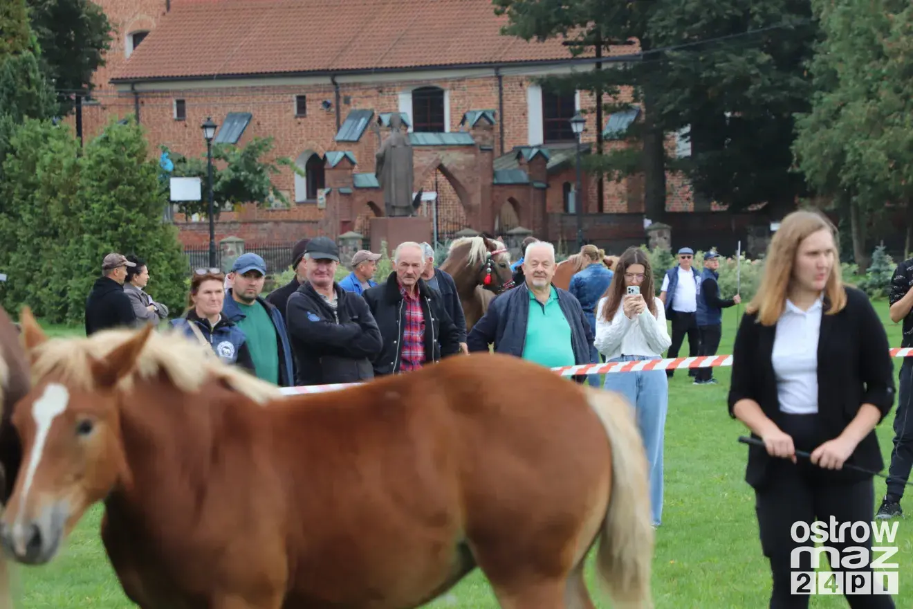 Andrzejewo gościło hodowców koni. Najpiękniejsze źrebięta oceniono podczas wyjątkowego wydarzenia (zdjęcia, wideo)