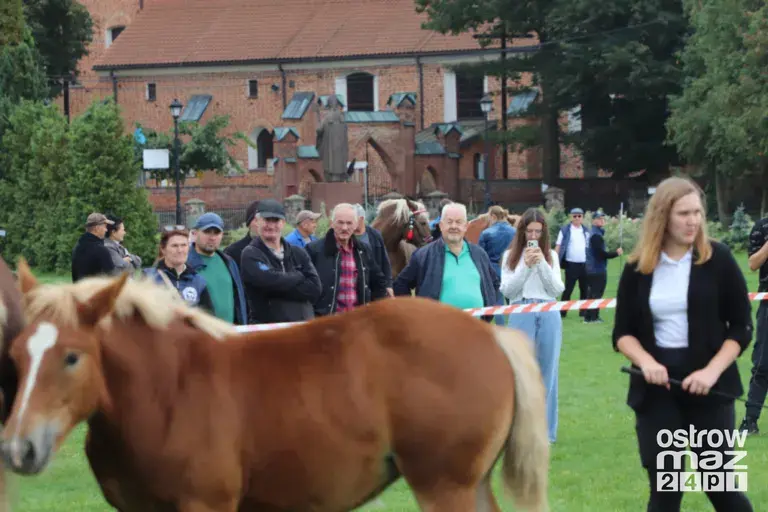 Andrzejewo gościło hodowców koni. Najpiękniejsze źrebięta oceniono podczas wyjątkowego wydarzenia (zdjęcia, wideo)