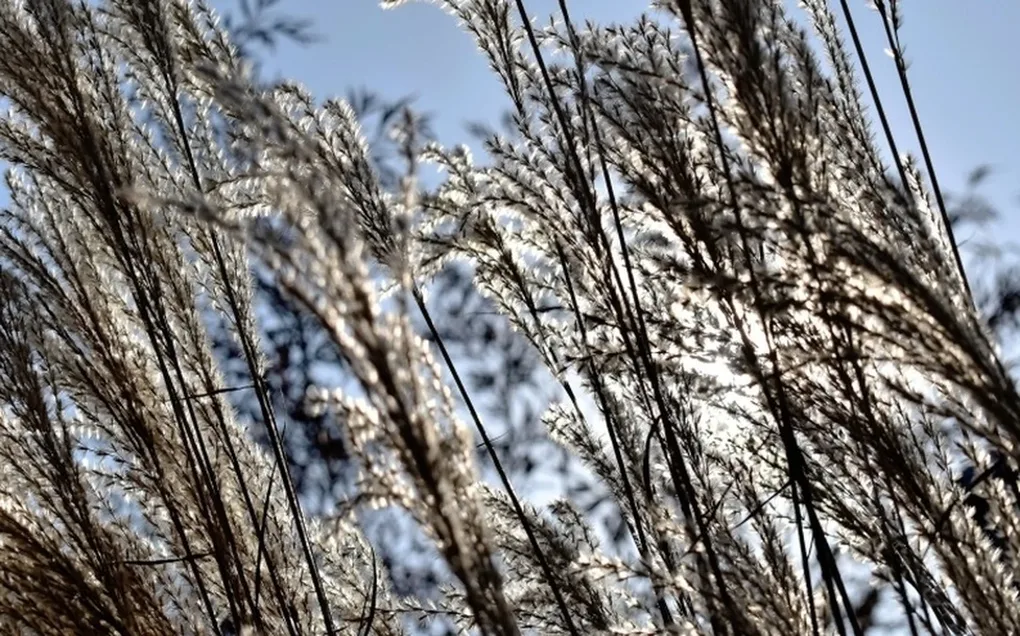 Nad Ostrów Mazowiecką nadciąga silny wiatr