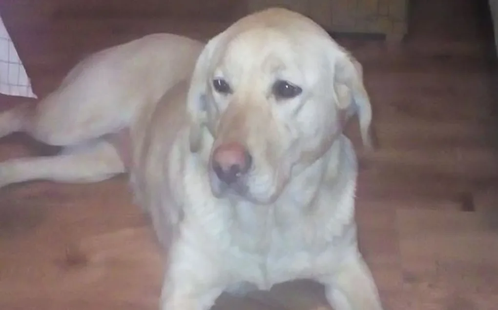 Labrador szuka domu (aktualizacja)