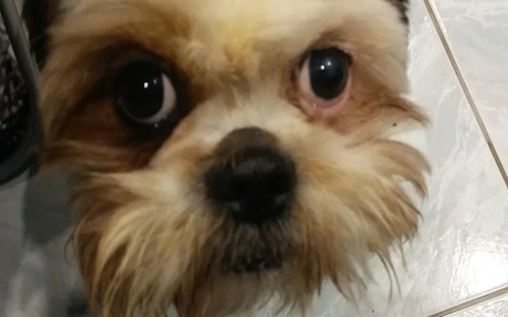 Szukamy psa rasy shih tzu (aktualizacja)
