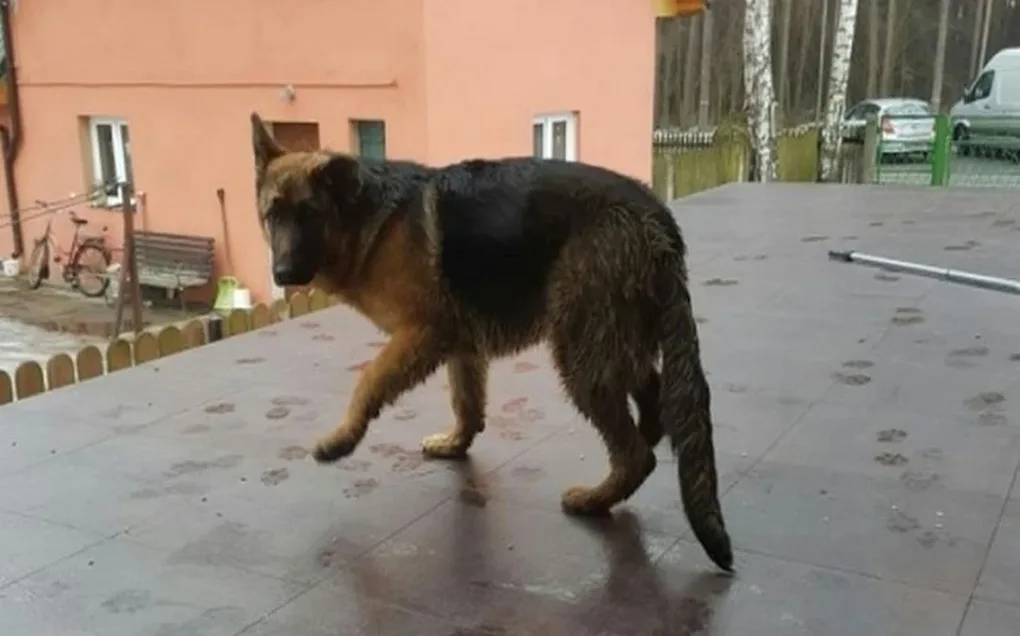 Znaleziono owczarka niemieckiego (aktualizacja)
