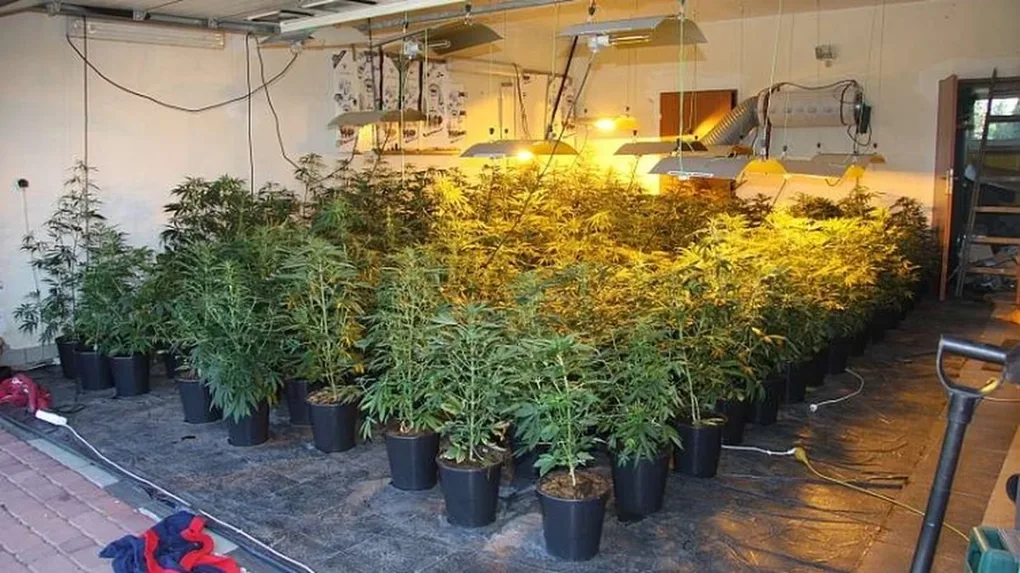 Zlikwidowano plantację konopi indyjskich w gminie Ostrów Mazowiecka