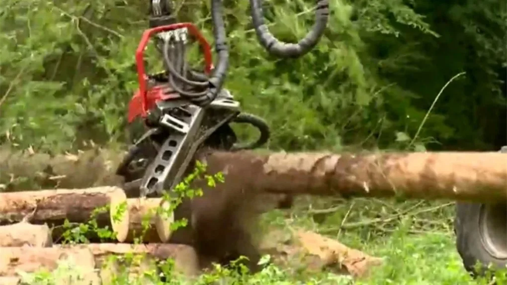 Trwa wycinka w Puszczy Białowieskiej (wideo)
