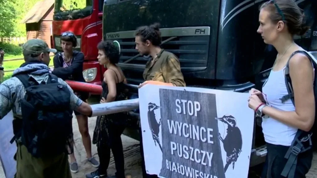 Ekolodzy zablokowali wywózkę drewna z Puszczy Białowieskiej (wideo)