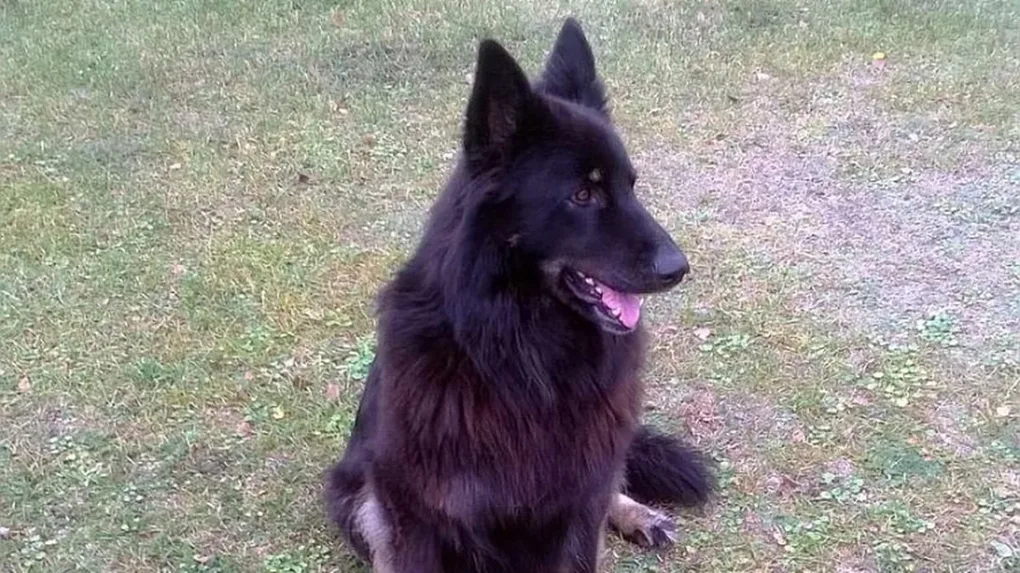 Agresywny pies pogryzł 33-latka przy ul. Wileńskiej