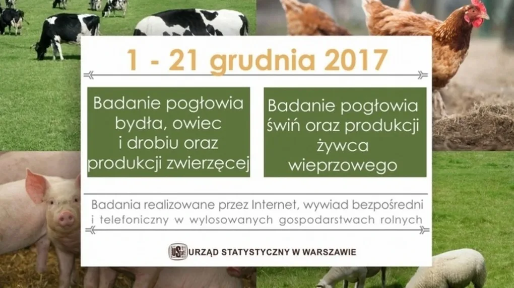  Badanie zwierząt hodowlanych w wylosowanych gospodarstwach