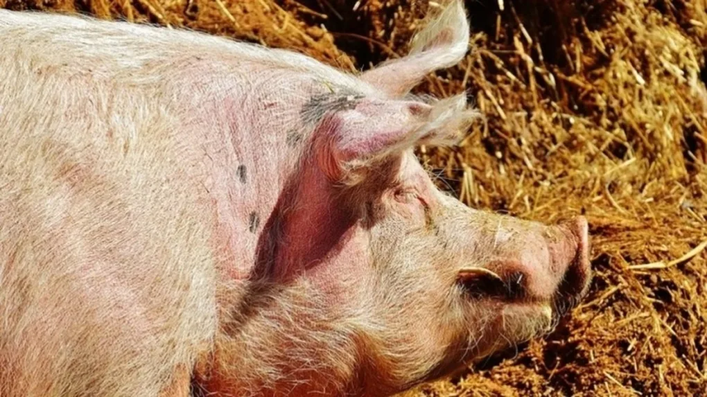 Nielegalne antybiotyki w hodowli zwierząt gospodarskich
