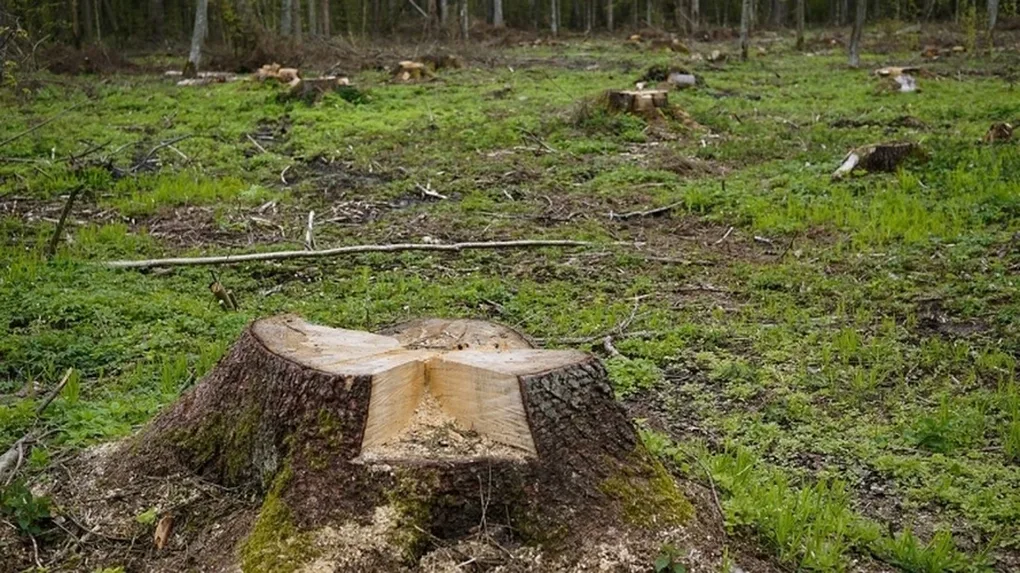 Wypadek przy wycince drzew w Starym Lubiejewie