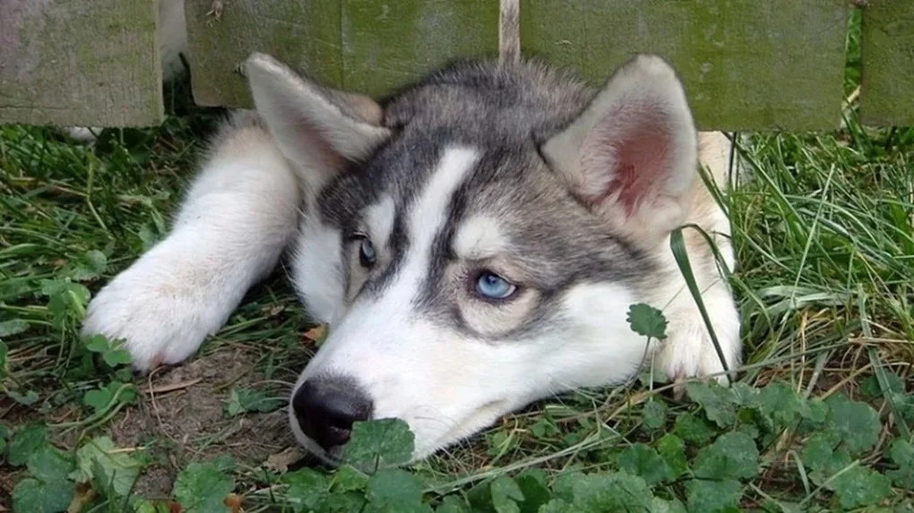 Bezpański husky w okolicach Nagoszewki
