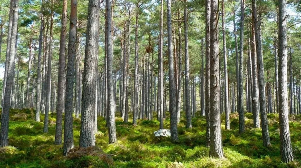 aa
