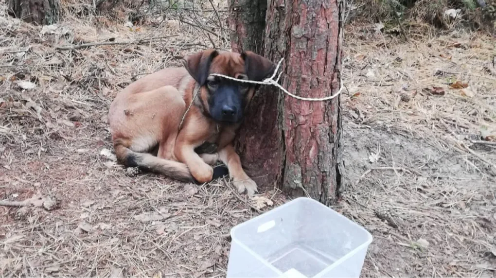 Pies pozostawiony na pastwę losu. Policja szuka świadków
