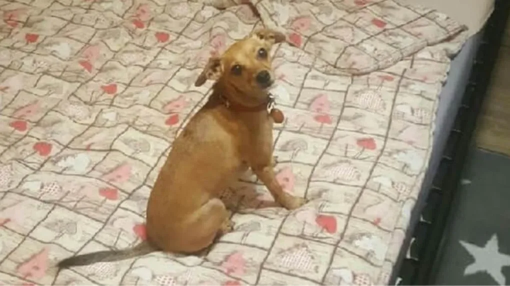 Zaginęła chihuahua o imieniu Jessica (aktualizacja)