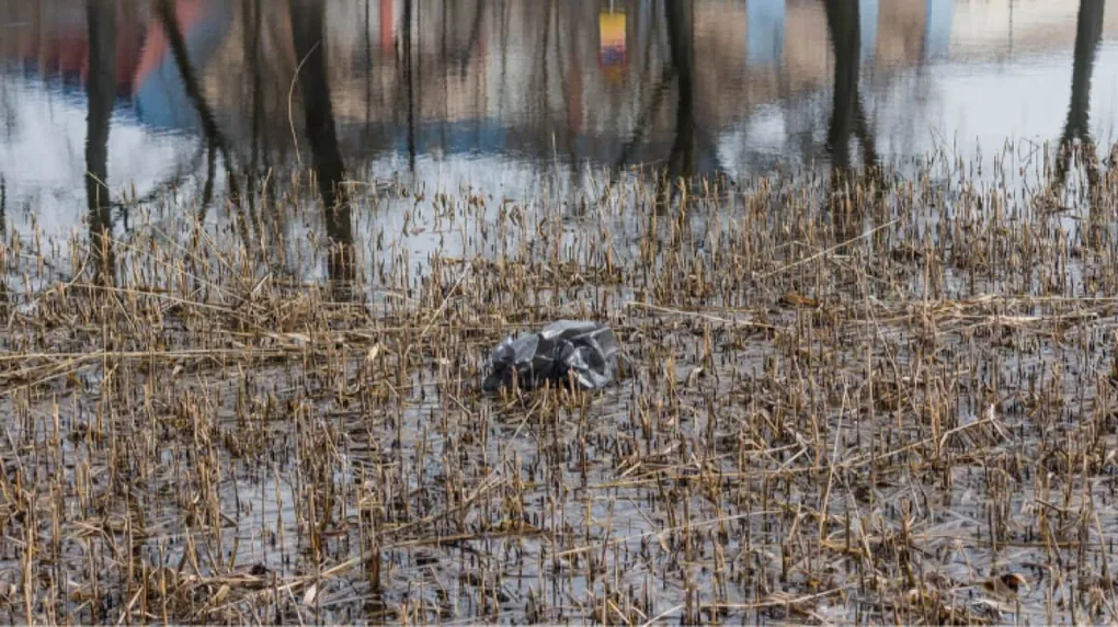 Skrzynka skarg: brudny staw miejski (zdjęcia)