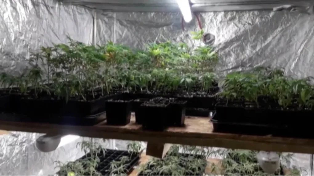 Policyjny nalot na plantację konopi (wideo)