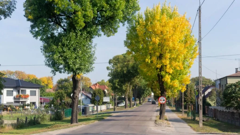 Miasto sprzedaje działkę przy ulicy Brokowskiej